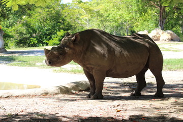 A close shot of a rhinoceros resting in shade