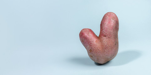 One ugly V-shaped fresh raw potato standing on light blue background with shadows. Waste zero food....