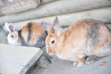 茶色のウサギ