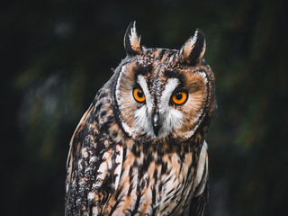 Barn owl (Tyto alba) sitting on wooden fence. Dark background. Barn owl portrait. Owl sitting on fence.