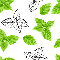 Basil seamless pattern. Vector color illustration of green culinary aromatic herbs on  white background. Black and white outline.