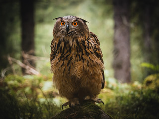 Eurasian eagle-owl (Bubo Bubo) in forest. Eurasian eagle owl sitting under the tree. Owl in forest.