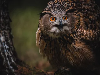 Raamstickers Eurasian eagle-owl (Bubo Bubo) in forest. Eurasian eagle owl sitting under the tree. Owl in forest. © Peter