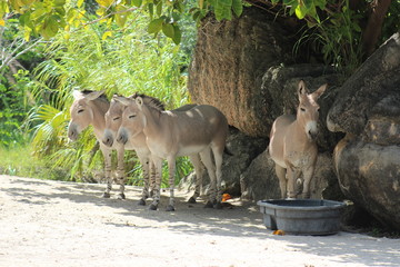 a group of donkeys close together under a tree