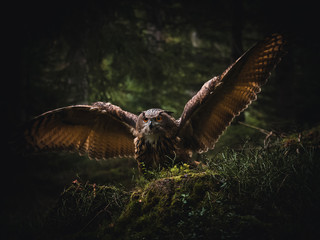 Eurasian eagle-owl (Bubo Bubo) in forest. Eurasian eagle owl landing under the tree. Owl flying in forest.