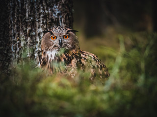 Eurasian eagle-owl (Bubo Bubo) in forest. Eurasian eagle owl sitting under the tree. Owl in forest.