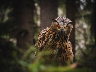 Eurasian eagle-owl (Bubo Bubo) in forest. Eurasian eagle owl sitting under the tree. Owl in forest.