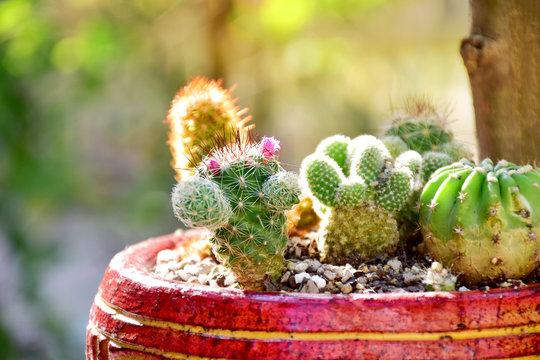 Pot of cacus wih sun light