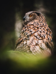 Eurasian eagle-owl (Bubo Bubo) in forest. Eurasian eagle owl sitting under the tree. Owl in forest.