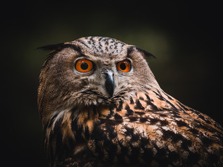 Eurasian eagle-owl (Bubo Bubo) in forest. Eurasian eagle owl sitting under the tree. Owl in forest.