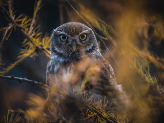 Little owl (Athene noctua) sitting on autumn tree. Dark forest in background. Little owl portrait. Owl on tree.