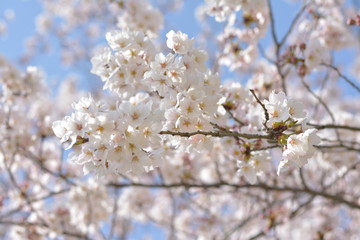 晴天の桜