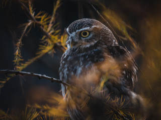 Little owl (Athene noctua) sitting on autumn tree. Dark forest in background. Little owl portrait. Owl on tree.