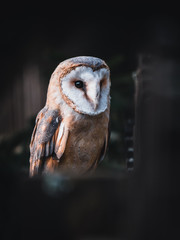 Barn owl (Tyto alba) sitting on wooden fence. Dark background. Barn owl portrait. Owl sitting on...
