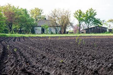 Fototapeta na wymiar Cultivated field for planting potatoes