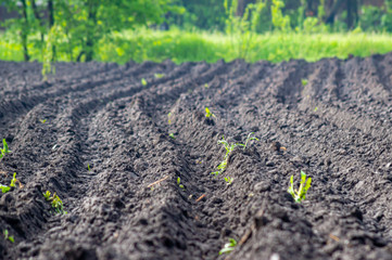 Cultivated field for planting potatoes