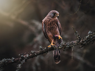 Common kestrel (Falco tinnunculus) sitting on tree and holding hunted mouse. Common kestrel in the forest. Common kestrel portrait. Bird of prey with mouse.