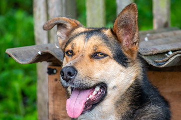 German shepherd on a chain in a wooden doghouse close up