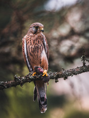 Common kestrel (Falco tinnunculus) sitting on tree and holding hunted mouse. Common kestrel in the forest. Common kestrel portrait. Bird of prey with mouse.