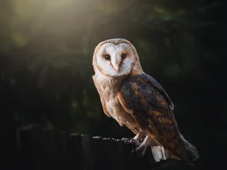 Foto auf Acrylglas Barn owl (Tyto alba) sitting on wooden fence. Dark background. Barn owl portrait. Owl sitting on fence. © Peter