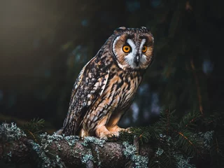 Fotobehang Long-eared owl (Asio otus) sitting on the tree. Beautiful owl with orange eyes. Dark background. Long-eared owl in forest. © Peter