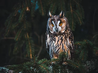 Zelfklevend Fotobehang Long-eared owl (Asio otus) sitting on the tree. Beautiful owl with orange eyes. Dark background. Long-eared owl in forest. © Peter