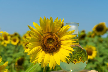 Glass flask with sunflower oil.
