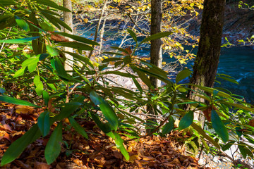 Green plants in the autumn forest.