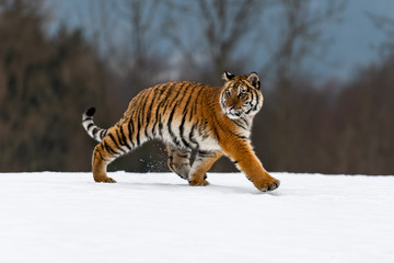 Siberian Tiger running in snow. Beautiful, dynamic and powerful photo of this majestic animal. Set in environment typical for this amazing animal. Birches and meadows