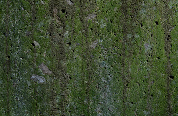concrete wall with moss and lichen