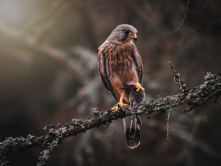 Common kestrel (Falco tinnunculus) sitting on tree and holding hunted mouse. Common kestrel in the forest. Common kestrel portrait. Bird of prey with mouse.