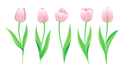 Collection Of Vector Pink Tulips With Stem And Green Leaves. Set Of Different Spring Flowers. Isolated Tulip Cliparts With Light Rose Petals. Tulip Buds And Blooming Flowers. Transparent Background.