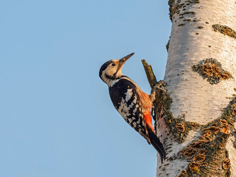 The white-backed woodpecker (Dendrocopos leucotos) in a natural habitat. 