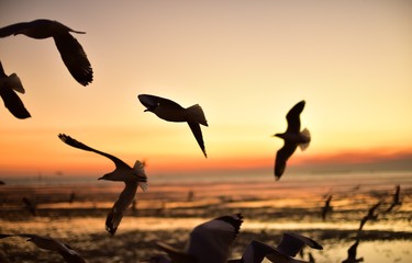Fototapeta premium A group of seagulls flying in the colorful sky of the sea before dusk 