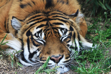 tiger is resting in the green grass