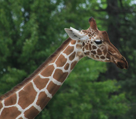 giraffe head with long neck