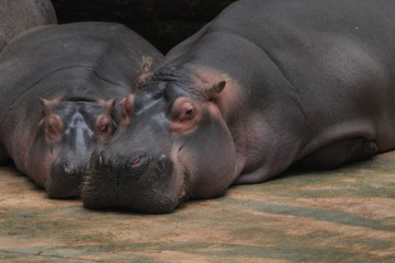 two hippo animals are resting on the beach
