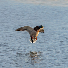 Male mallard in flight at the time of landing on the water. The mallard (Anas platyrhynchos).