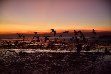 A group of seagulls flying in the colorful sky of the sea before dusk 