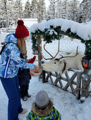  2020 Finland, Lapland, Husky park in winter. A young girl of European appearance, in a bright red hat, mittens, with children, feeds a reindeer cookies. Winter fun, care, care, family © Olga