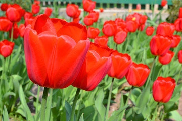 Fototapeta na wymiar Spring blossom background. Red tulips wallpaper. Tulip field.