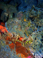 The amazing and mysterious underwater world of Indonesia, North Sulawesi, Manado, scorpionfish head