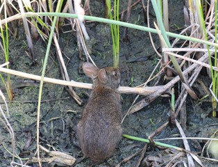 Close up of a marsh rabbit