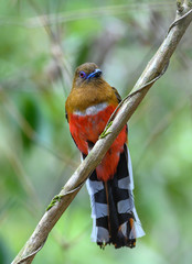 Beautiful bird,red-headed trogon perching on a branch