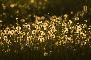 Delightful spring landscape with an evening dandelion meadow lit by the setting sun
