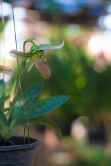 Orchid flower in the garden (soft focus)