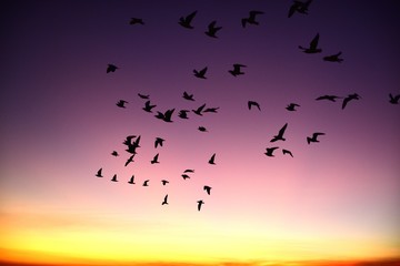 A group of seagulls flying in the colorful sky of the sea before dusk