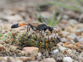 Red banded sand wasp with paralyzed caterpillar no 2