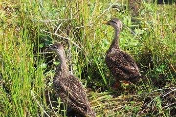 Two mottled ducks walking through grass