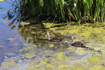 Two mallard ducks swimming away
